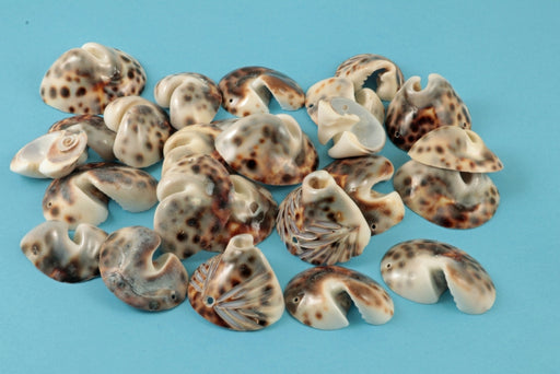 Assorted Cowrie Shells  With 1 Hole  1 Pound For. 