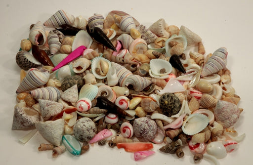Assorted Natural Sea Shells  1 Pound.For