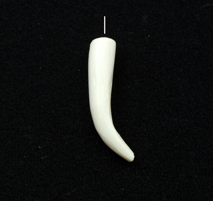 Bone Horn  1 Dozen For