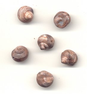 Plastic Sea Shell Beads 5 gross for