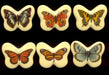 Plastic Limoges  42 x 32mm - Butterfly Assortment  1 dozen for