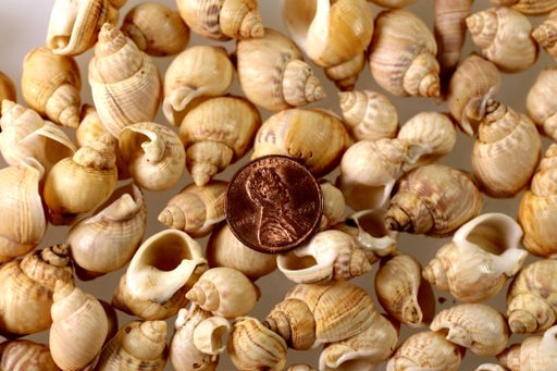 Sea Shells  2 Pounds For