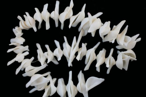 Shark Tooth, Shell 3 strands (216 pieces) for