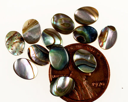 Abalone 8 x 6mm  2 Gross For